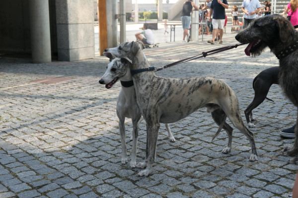 2019 - Aqua Silesia - Wydarzenia - Zdjęcie 32 - Wystawa kotów i psów.JPG