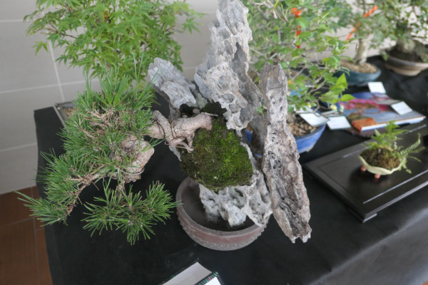 2019 - Aqua Silesia - Wydarzenia - Zdjęcie 37 - Wystawa drzew bonsai.JPG