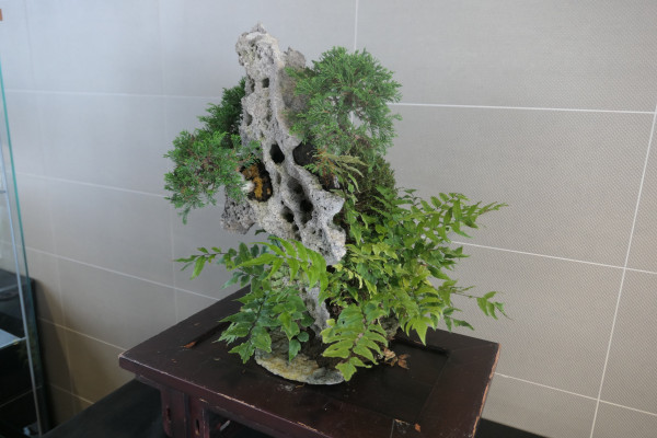 2019 - Aqua Silesia - Wydarzenia - Zdjęcie 49 - Wystawa drzew bonsai.JPG