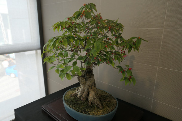 2019 - Aqua Silesia - Wydarzenia - Zdjęcie 50 - Wystawa drzew bonsai.JPG