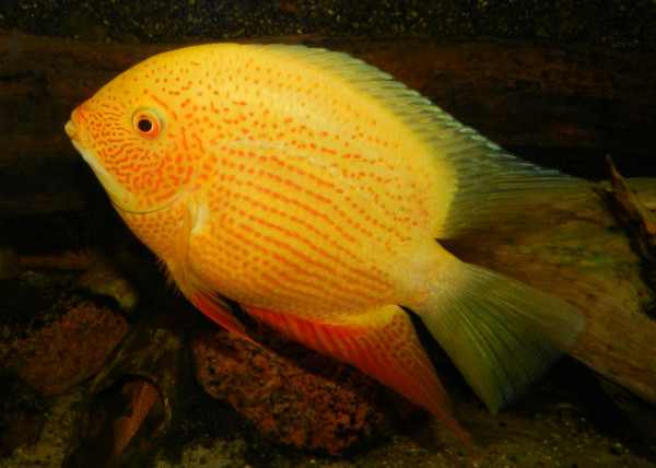 severum 12.jpg