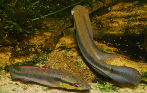 crenicichla 25.jpg