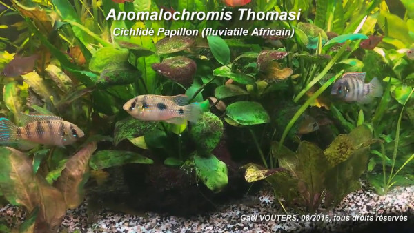 Anomalochromis thomasi.jpg