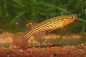 Aphyosemion escherichi.jpg