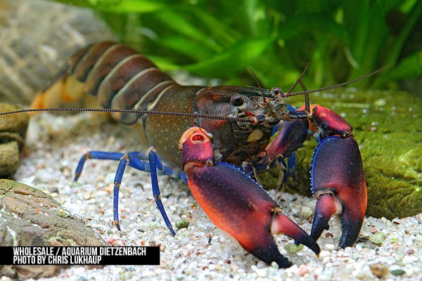 cherax_boesemani_i.jpg