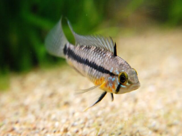 apistogramma-acrensis-staeck-2.jpg