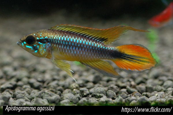 apistogramma_agassizii3.jpg