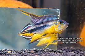 Apistogramma agassizii ..jpg