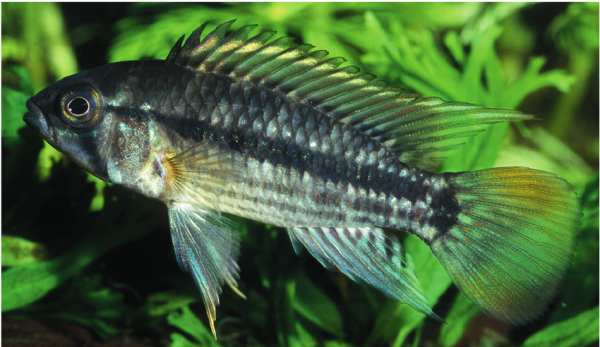 Apistogramma-aguarico-sp-n-non-type-male-live.png