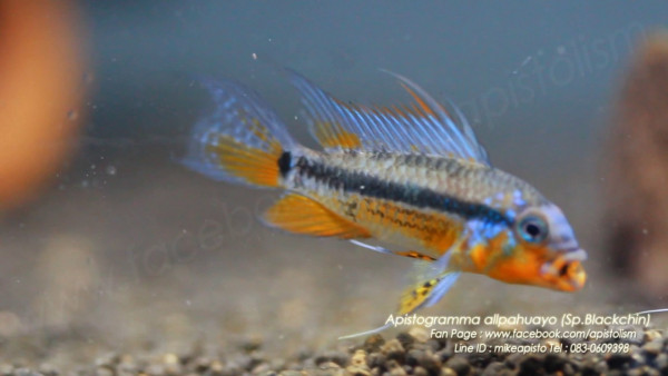 Apistogramma Allpahuayo.jpg