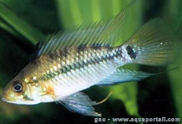 Apistogramma amoena.jpg