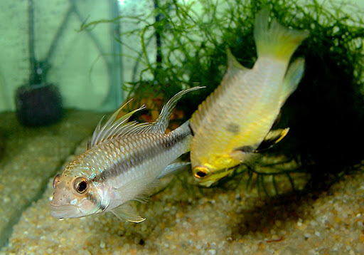 Apistogramma barlowi..jpg