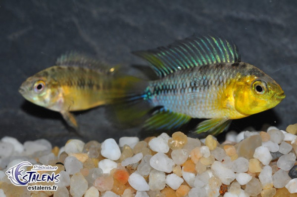 apistogramma_borellii1.jpg