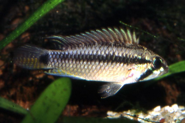 Apistogramma brevis.jpg