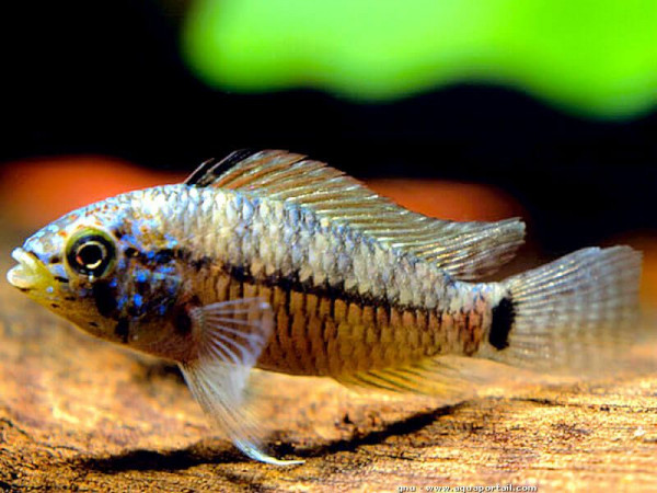 apistogramma-caetei.jpg