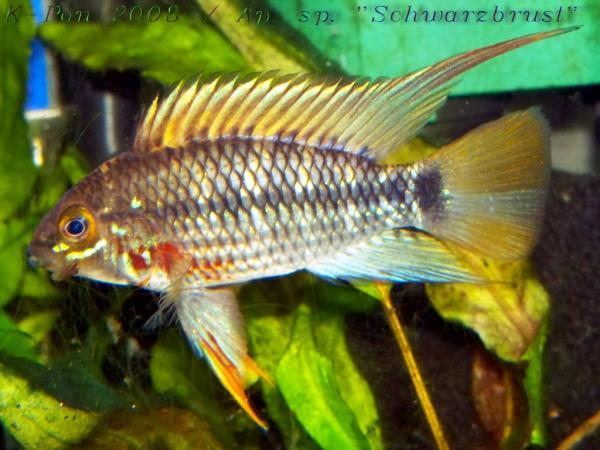 Apistogramma cinilabra.jpg