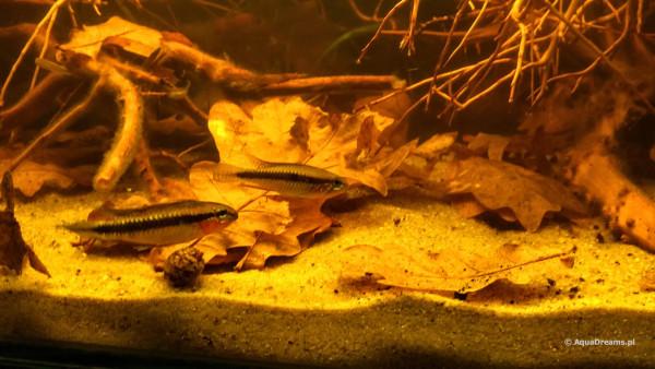 Apistogramma elizabethae.jpg