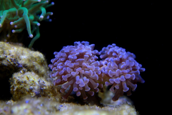 euphyllia paraancora.JPG