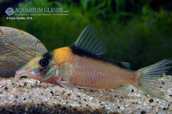 corydoras-sp-c39.jpg