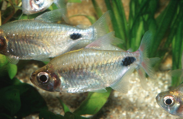 Bathyaethiops_caudomaculatus_1.jpg