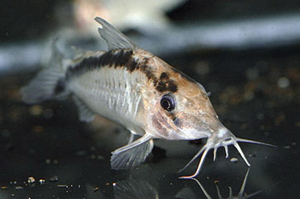 corydoras-narcissus-3.jpg