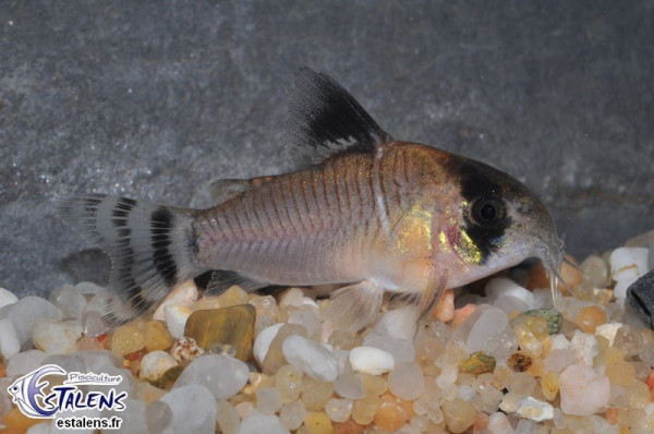 corydoras_oiapoquensis1.jpg