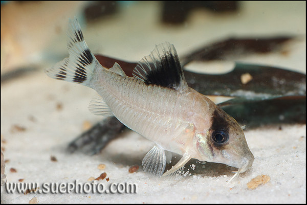 Corydoras condiscipulus.jpg