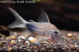 Corydoras ourastigma.jpg