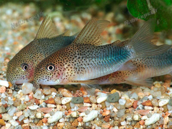 Corydoras similis 1.jpg