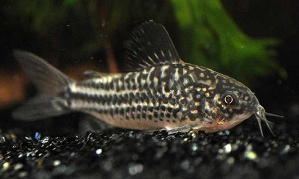 Corydoras-elegans..jpg