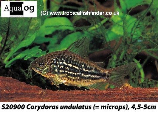 Corydoras undulatus ,.jpg