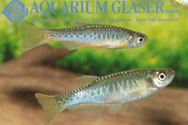 Danio aesculapii.jpg