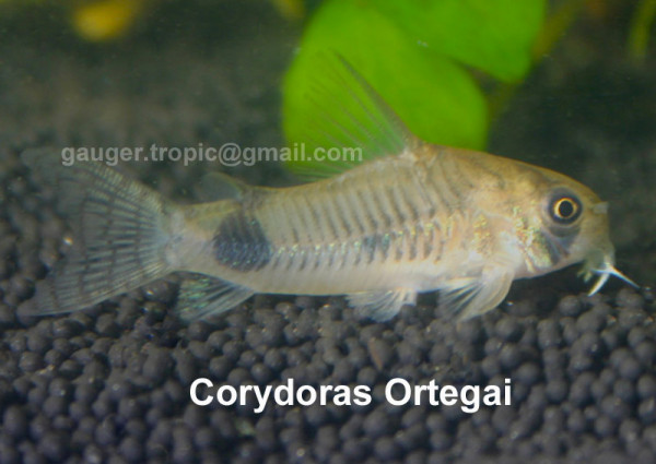 corydorasortegai.jpg