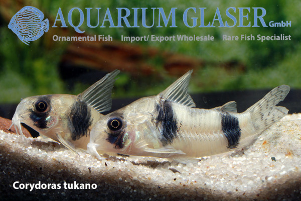 corydoras-tukano-paar.jpg