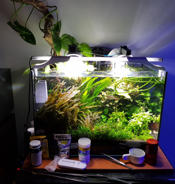 20211122_205209.jpg (1.56 MiB) Przejrzano 14403 razy Obecne akwarium