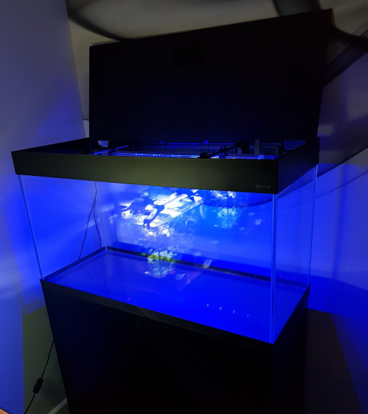 20211122_205202.jpg (1.39 MiB) Przejrzano 14403 razy Nowe akwarium