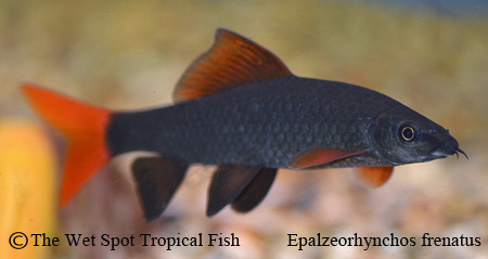 Epalzeorhynchos frenatus.jpg