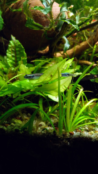 Blue stiphodon