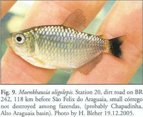 Moenkhausia oligolepis.jpg