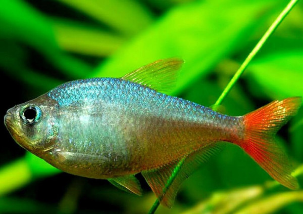 hyphessobrycon-ecuadorensis.jpg