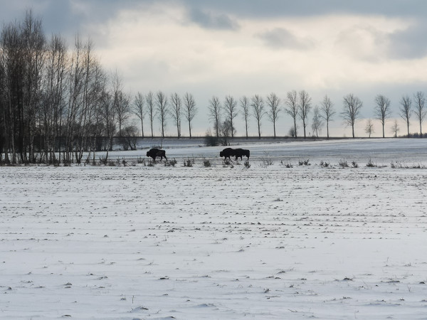 Tu odłączone od stada parę kilometrów dalej. Z 50m około