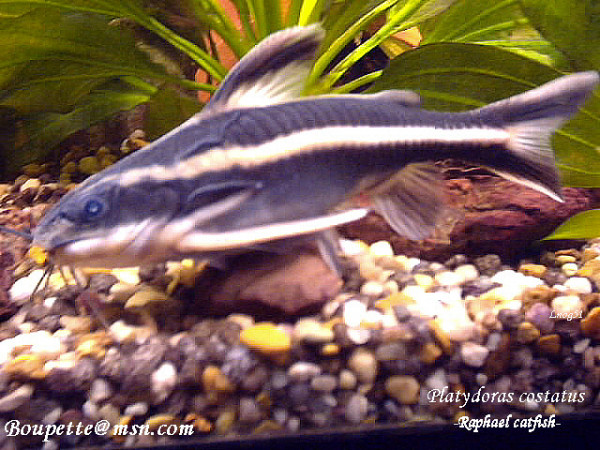 Platydoras costatus.jpg