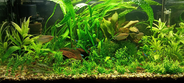 IMG20220323194254.jpg (2.29 MiB) Przejrzano 14871 razy Widok ogólny... całościowy na szkło