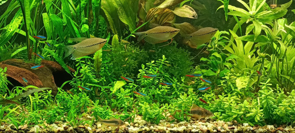 IMG20220323194302.jpg (1.14 MiB) Przejrzano 14871 razy Wielka trójca - zbliżenie