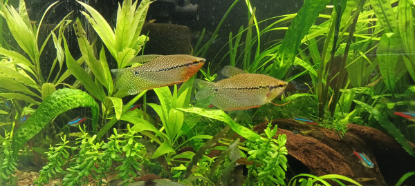 IMG20220323184502.jpg (1.49 MiB) Przejrzano 16795 razy Tu fajnie widoczny dymorfizm płciowy