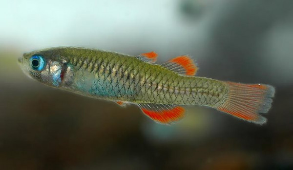 RS10691-red-finned-blue-eye.jpg