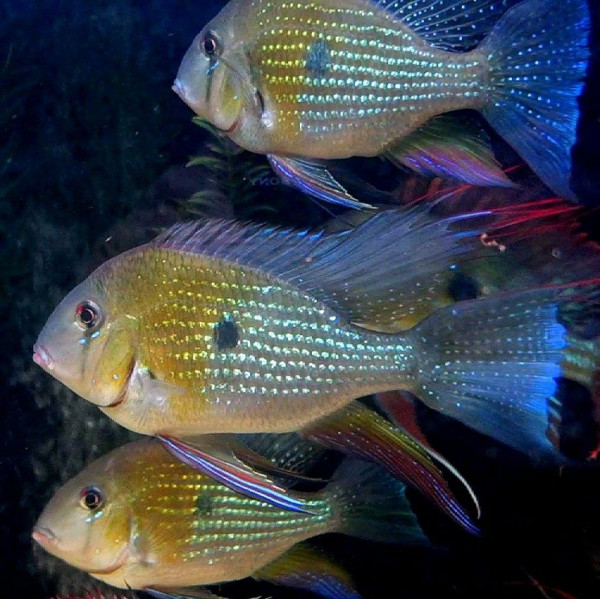 acarichthys heckelii.jpg