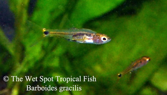 Barboides gracilis.jpg