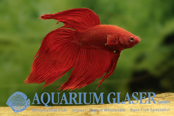 betta-splendens-schleier-rot5.jpg