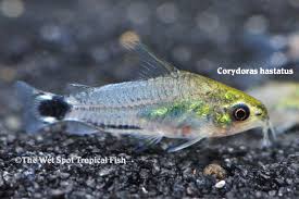 Corydoras hastatus.jpg